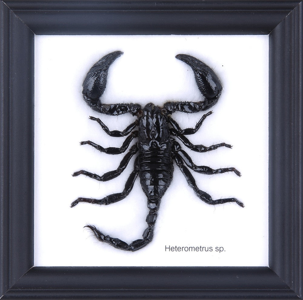 Malaysian Bird-Eating Tarantula (Haplopelma sp.) | Framed Arachnid Wall Decor | selling Unique Taxidermy Collectables | 8.75 x 8.75 in. Gift Wrapped