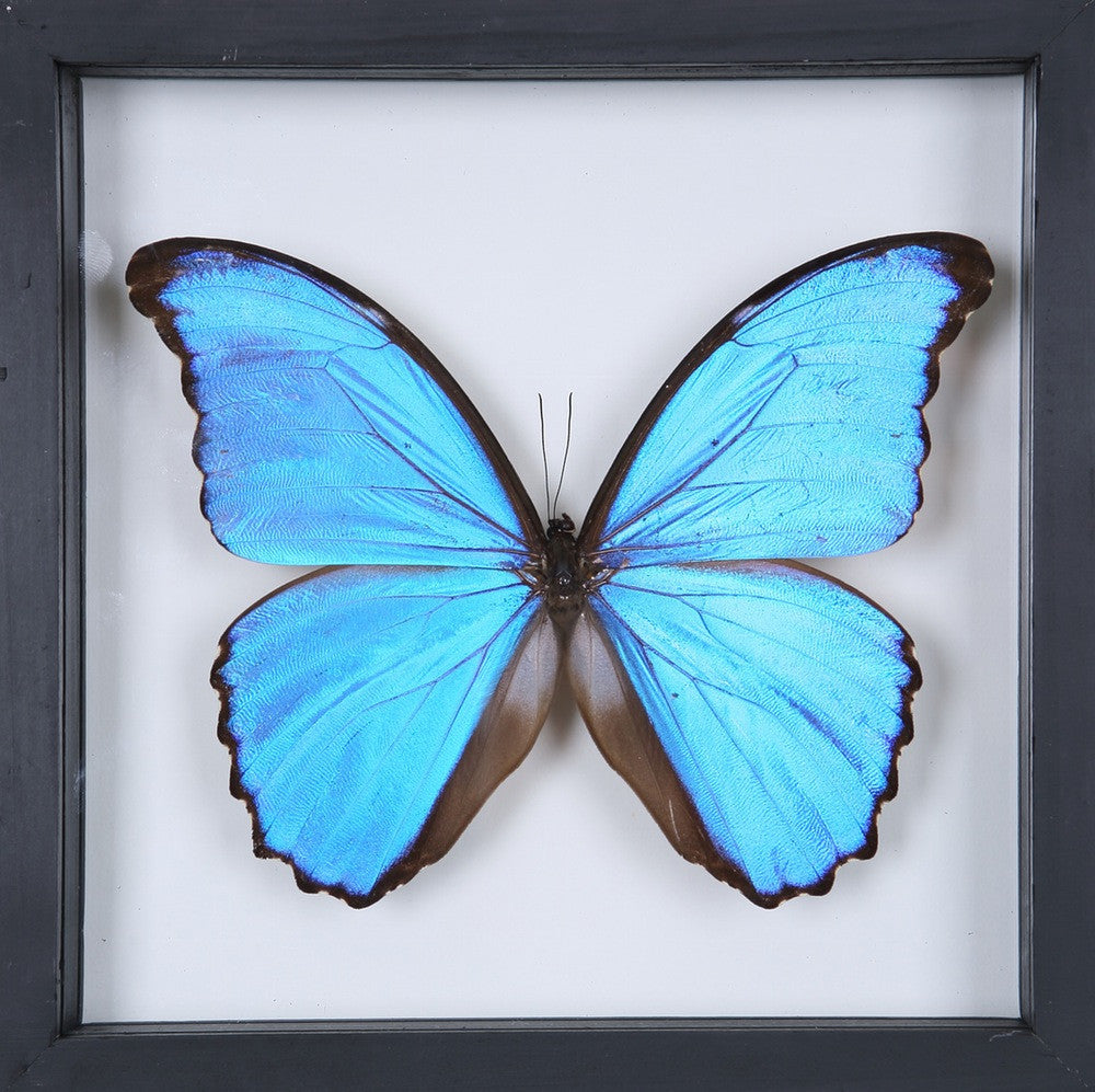 Big Real Framed Blue Butterfly - Hanger on Back