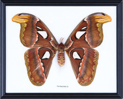 THE GIANT ATLAS MOTH (ATTACUS ATLAS) ENTOMOLOGY