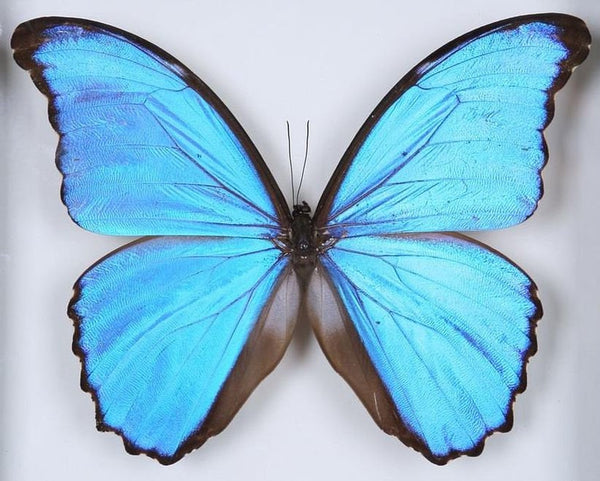 2 x Morpho didius | Giant Blue Morpho Butterflies | A1 Unmounted Speci ...