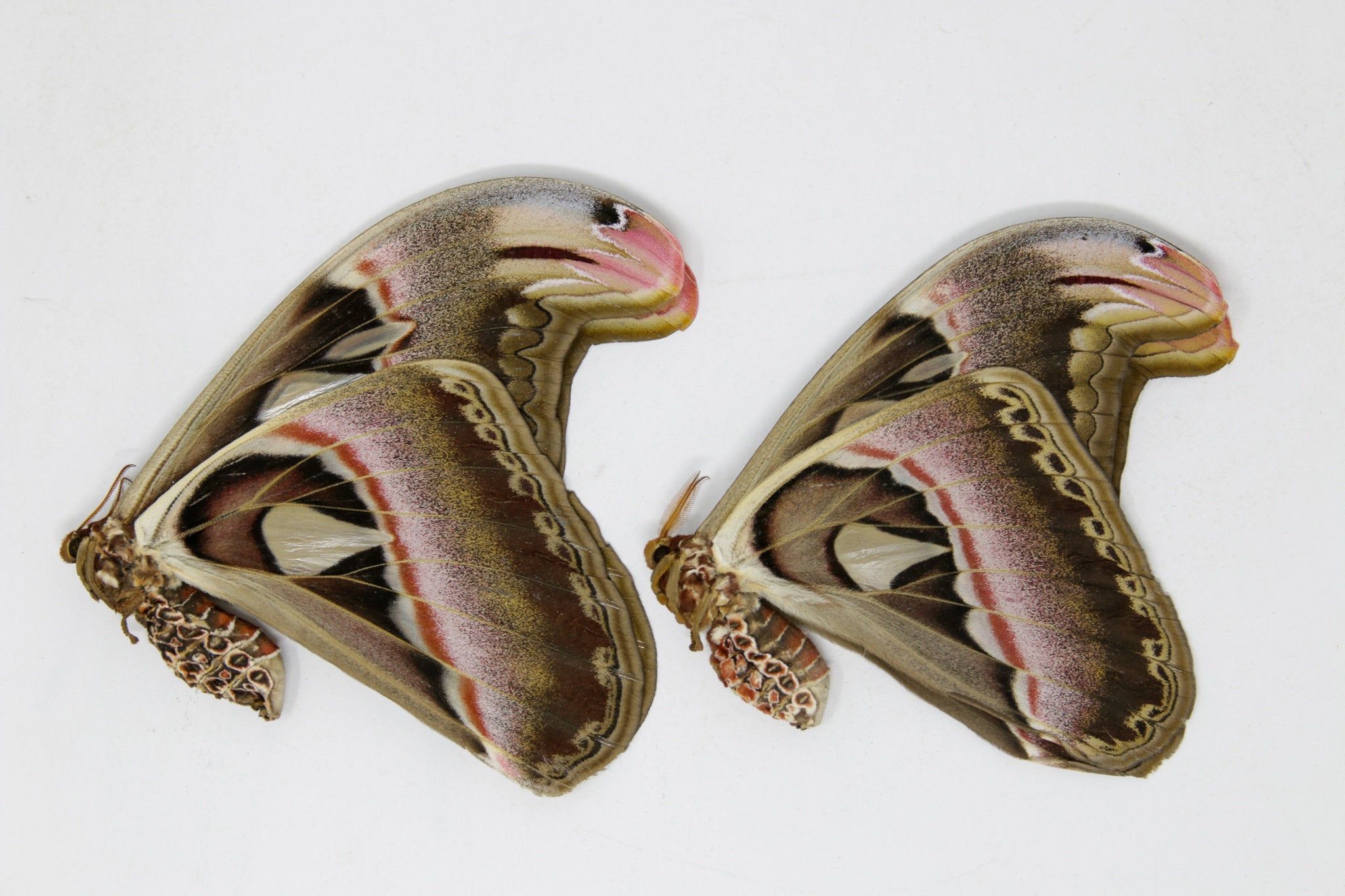 WHOLESALE 10 x Attacus atlas | Giant Atlas Moths | A1 Unmounted