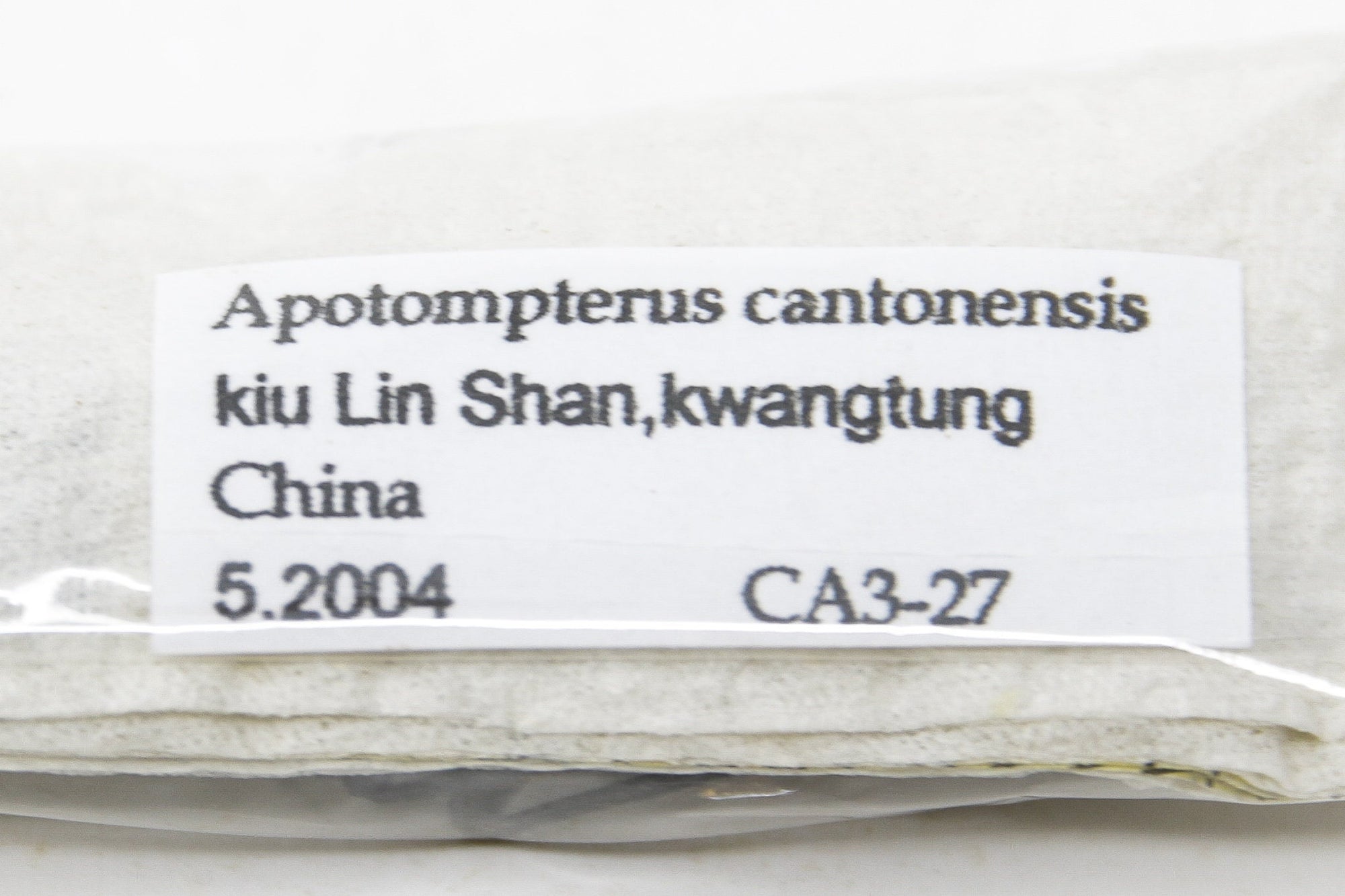 Two (2) Apotompterus cantonensis, Unmounted Beetle Specimens with Scientific Collection Data, A1 Quality