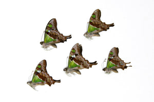 FIVE (5) The Purple Spotted Swallowtail Butterflies | Graphium weiskei | Unmounted Papered Specimens A1