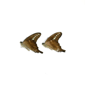 2 x Green Banded Swallowtail | Graphium codrus | Dry-Preserved Unmounted Butterfly Specimens A1