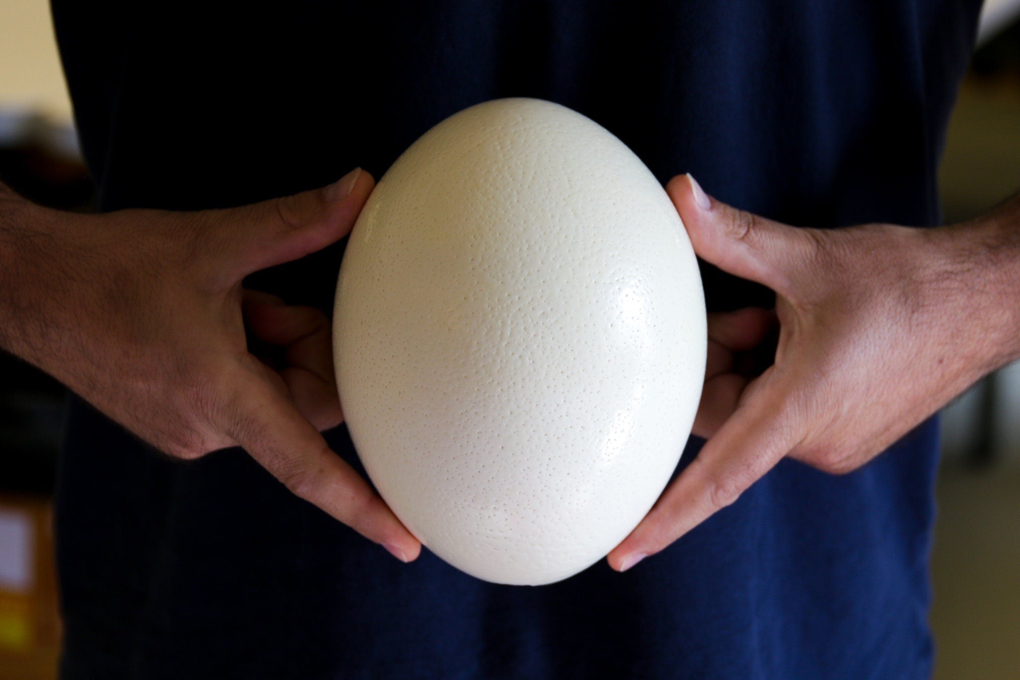 Ostrich Egg