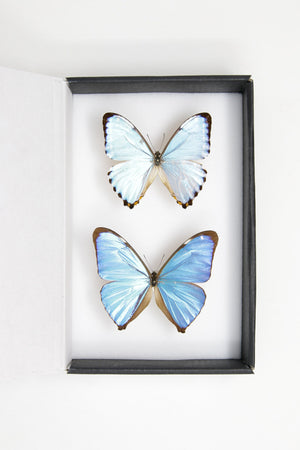 TWO (2) Blue Morpho Butterflies (Morpho aega / M. portis) A1- Quality SET SPECIMENS, Lepidoptera Entomology Box #SE39