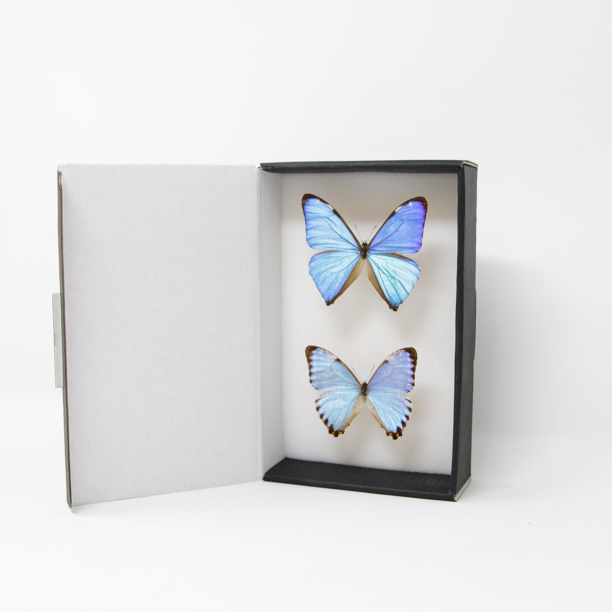 TWO (2) Blue Morpho Butterflies (Morpho aega / M. portis) A1- Quality SET SPECIMENS, Lepidoptera Entomology Box #SE38