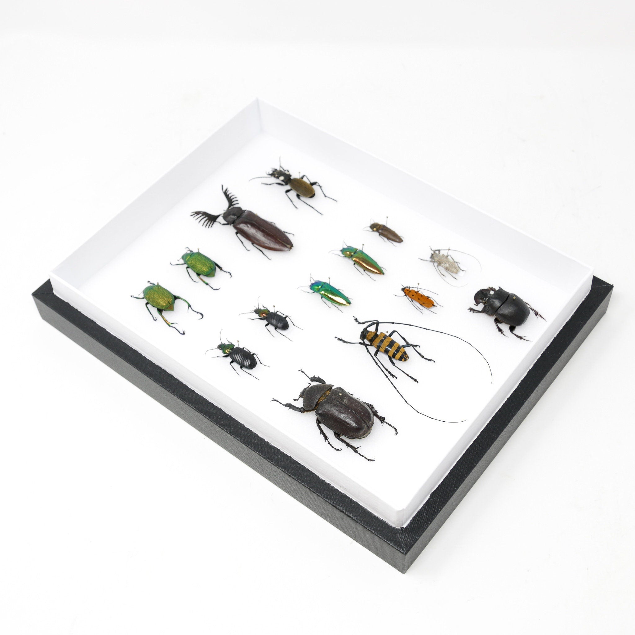 Various Beetles Pinned Insect Collection with Scientific Data | A1