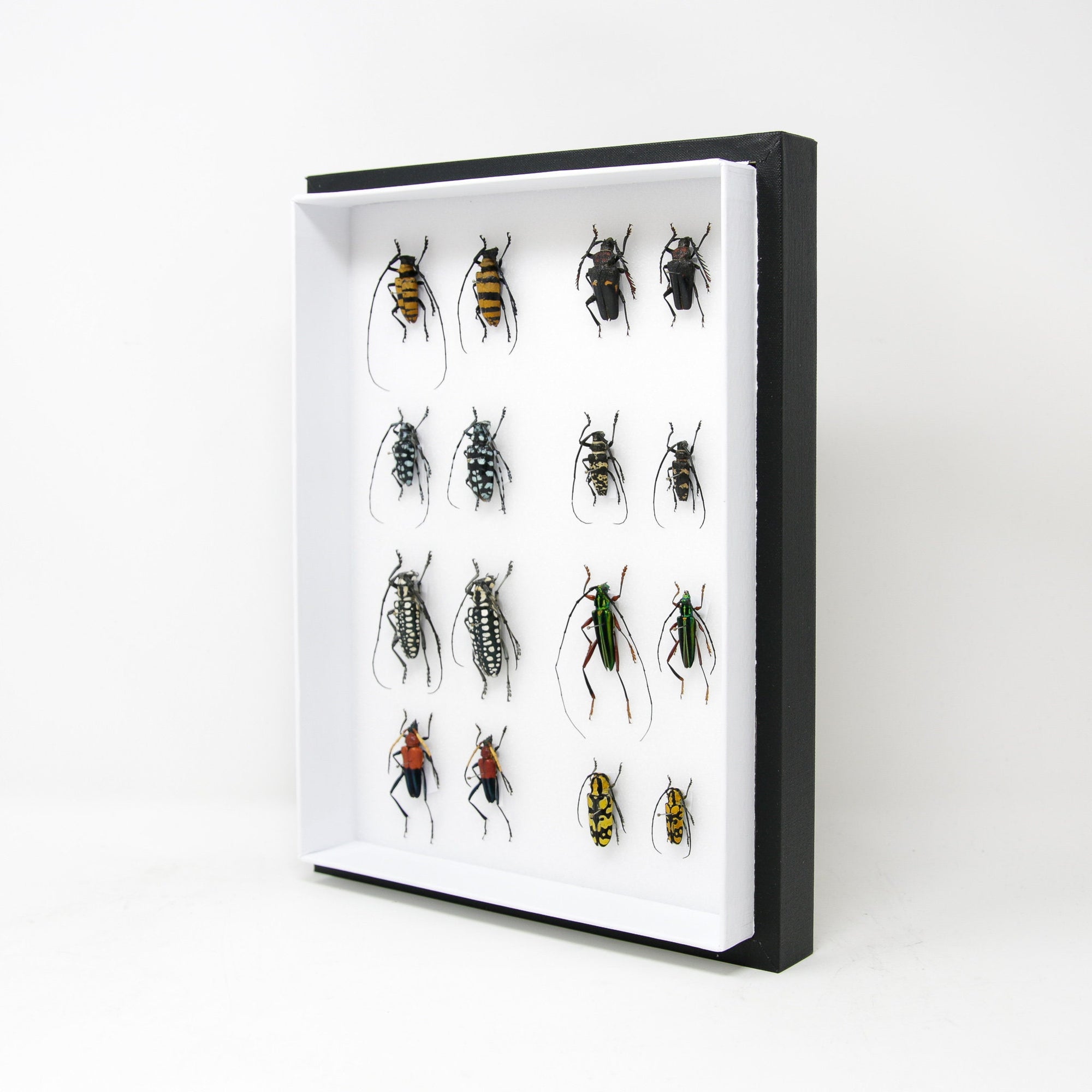 Very Fine Quality Pinned Insect Collection with Scientific Data | A1 Mounted Beetle Specimens in a Museum Entomology Box Frame | 12x9x2 inch