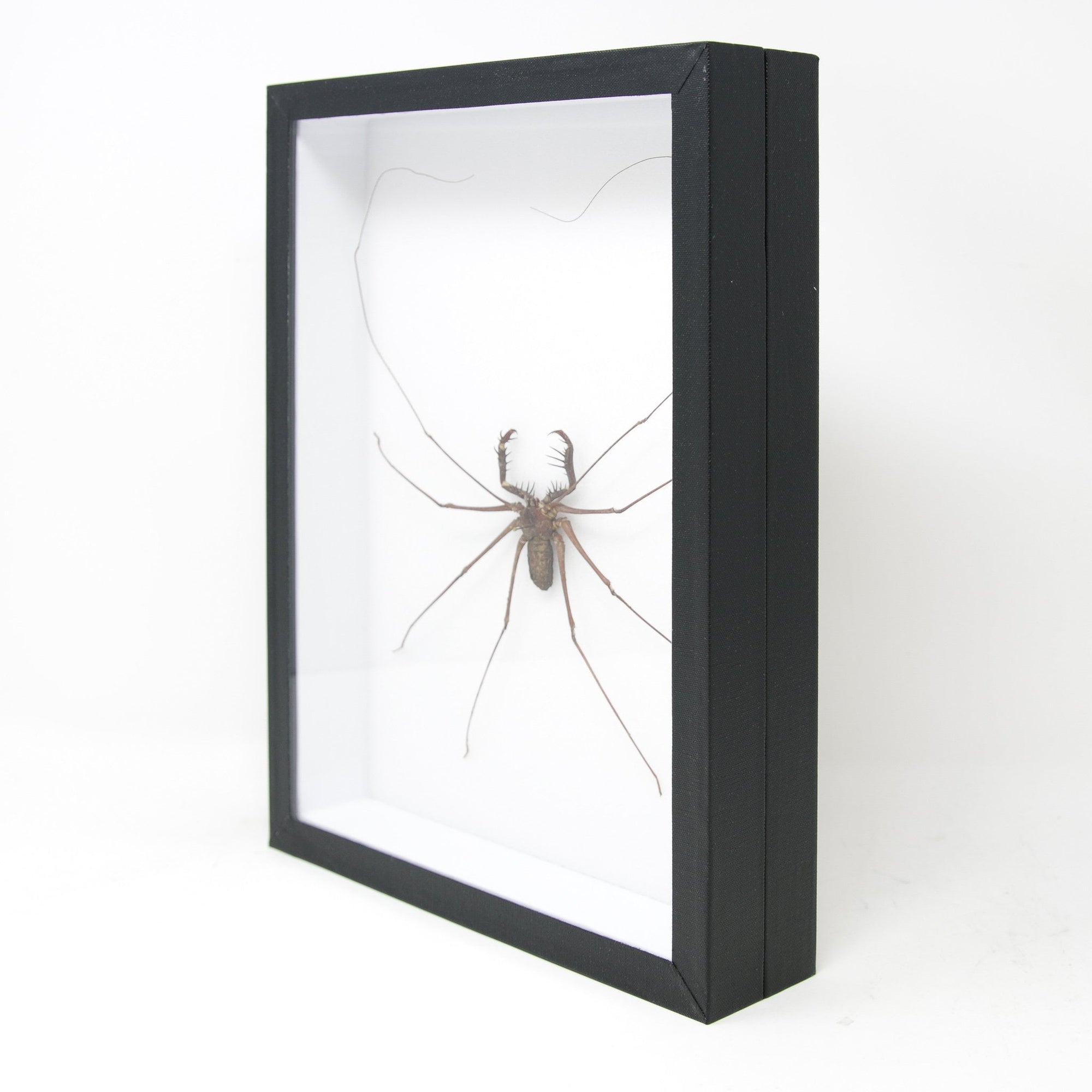 Very Fine Quality Pinned Insect Collection with Scientific Data | A1 Beetle Specimens in a Museum Entomology Box Frame | 12x9x2 inch (SKU19)