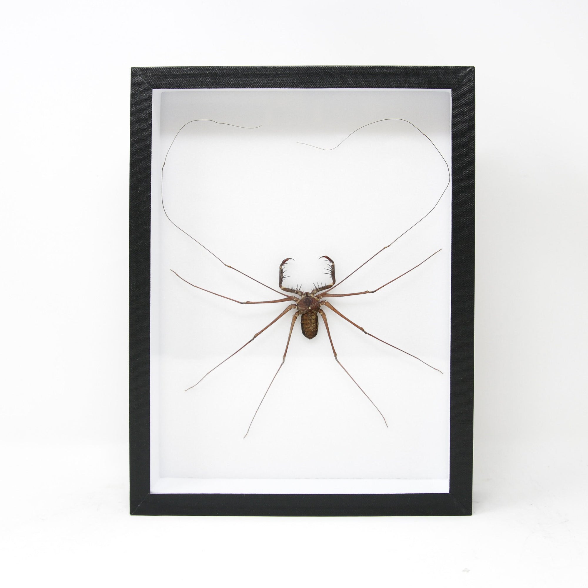 Very Fine Quality Pinned Insect Collection with Scientific Data | A1 Beetle Specimens in a Museum Entomology Box Frame | 12x9x2 inch (SKU19)