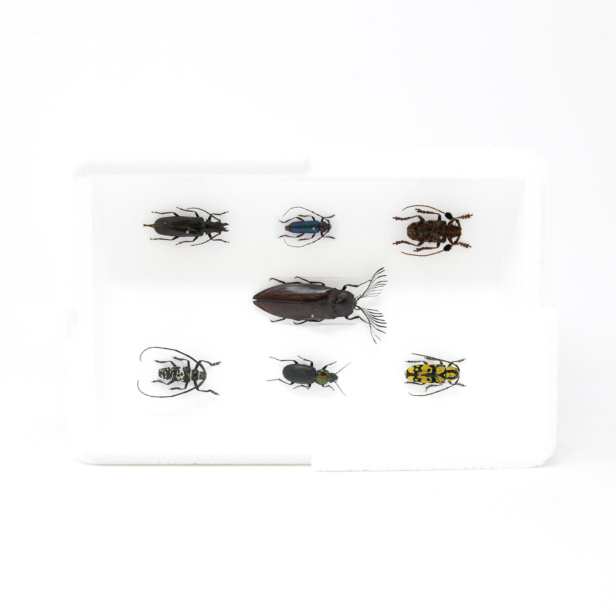 Taxidermy Dried Beetle Collection (Coleoptera) Inc. Scientific Collection Data, A1 Quality, Entomology, Real Insect Specimens #31