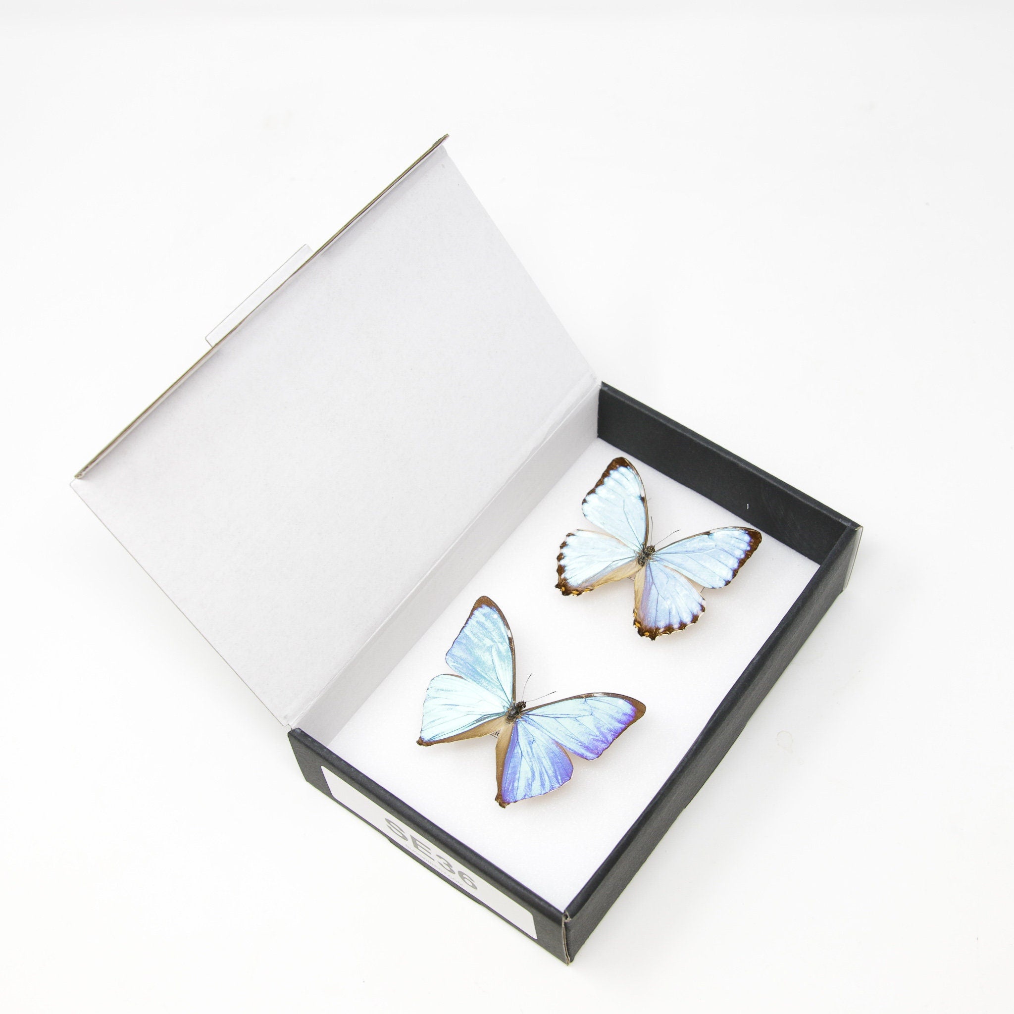 TWO (2) Blue Morpho Butterflies (Morpho aega / M. portis) A1