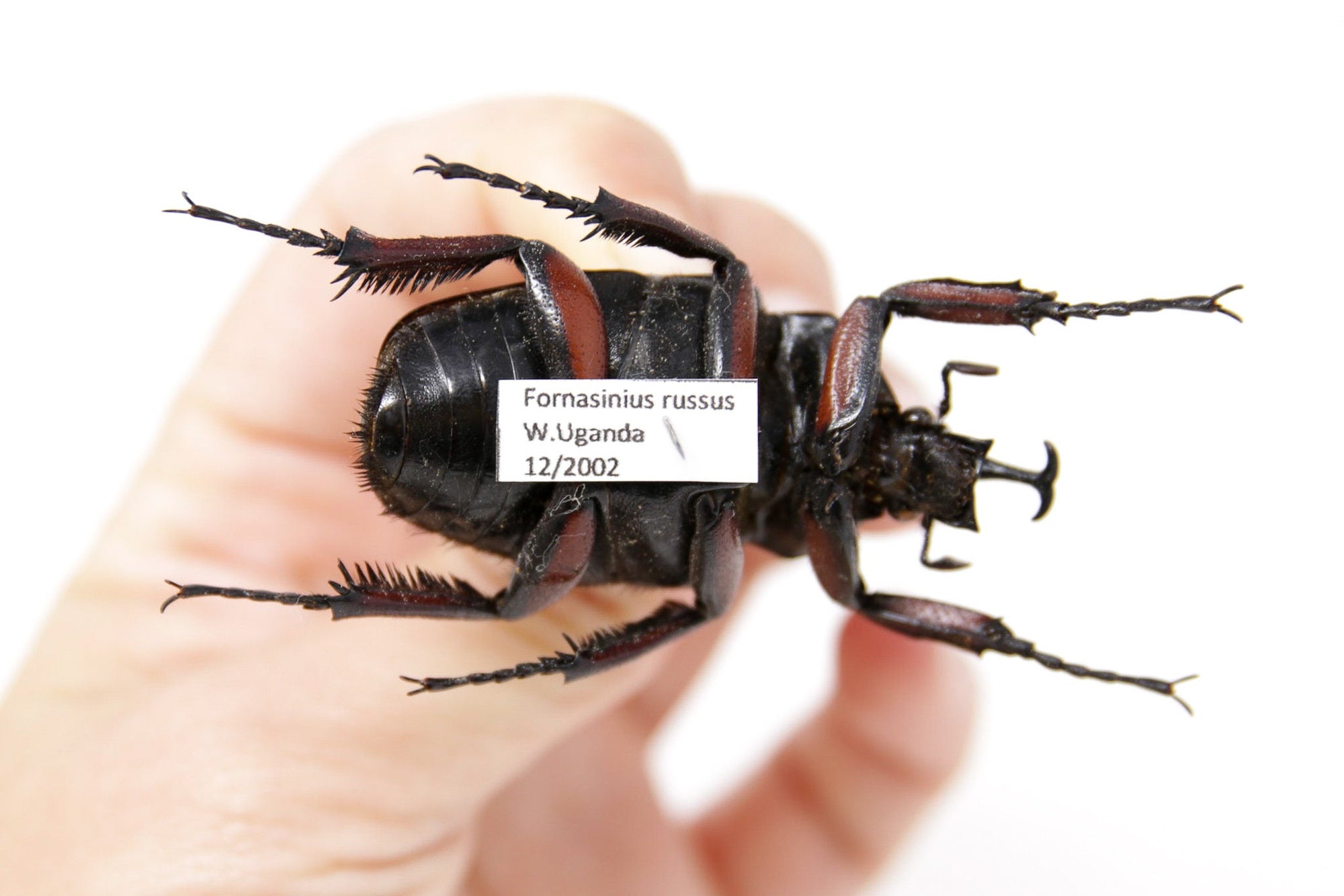 Fornasinius russus 53.1mm, A1 Real Beetle Pinned Set Specimen, Entomology Taxidermy #OC23