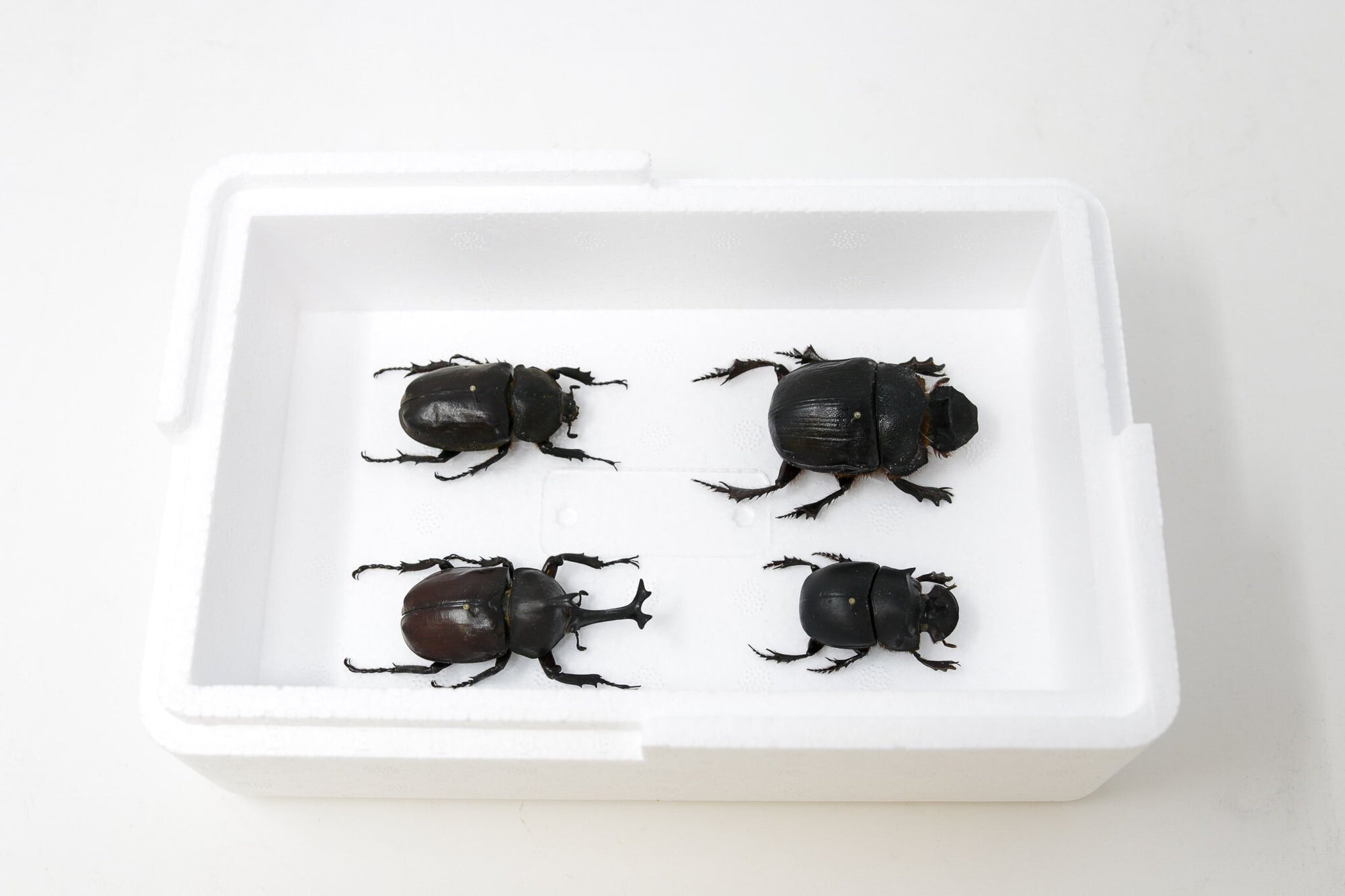 Giant Scarabs & Rhino Beetles Collection, Inc. Scientific Collection Data, A1 Quality, Entomology, Real Insect Specimens (#16)