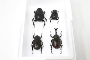 Giant Scarabs & Rhino Beetles Collection, Inc. Scientific Collection Data, A1 Quality, Entomology, Real Insect Specimens (#16)