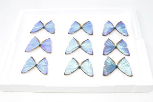 SECONDS (A-/A2) A Collection of Blue Morpho Butterflies, Pinned Spread Entomology Taxidermy Specimens