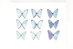 SECONDS (A-/A2) A Collection of Blue Morpho Butterflies, Pinned Spread Entomology Taxidermy Specimens