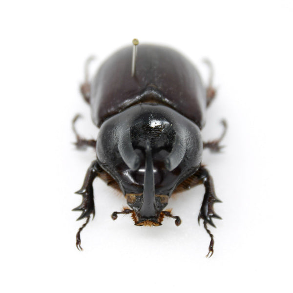 Scapanes australis, A1 Real Beetle Specimen, Entomology Taxidermy #OC0 ...