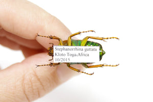 Stephanorrhina guttata 25.8mm, A1 Real Beetle Pinned Set Specimen, Entomology Taxidermy #OC38