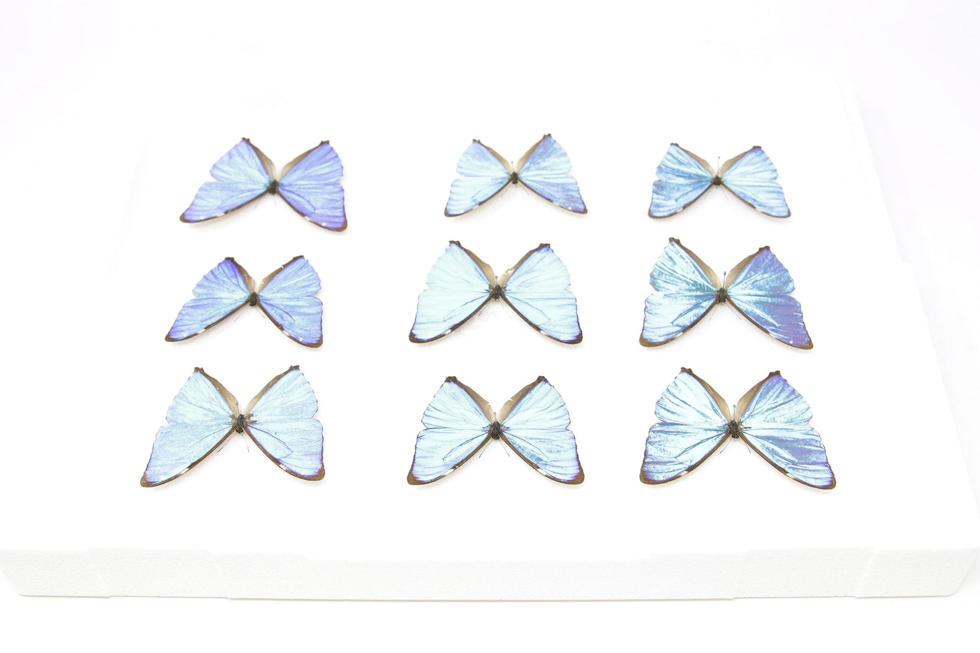 SECONDS (A-/A2) A Collection of Blue Morpho Butterflies, Pinned Spread Entomology Taxidermy Specimens