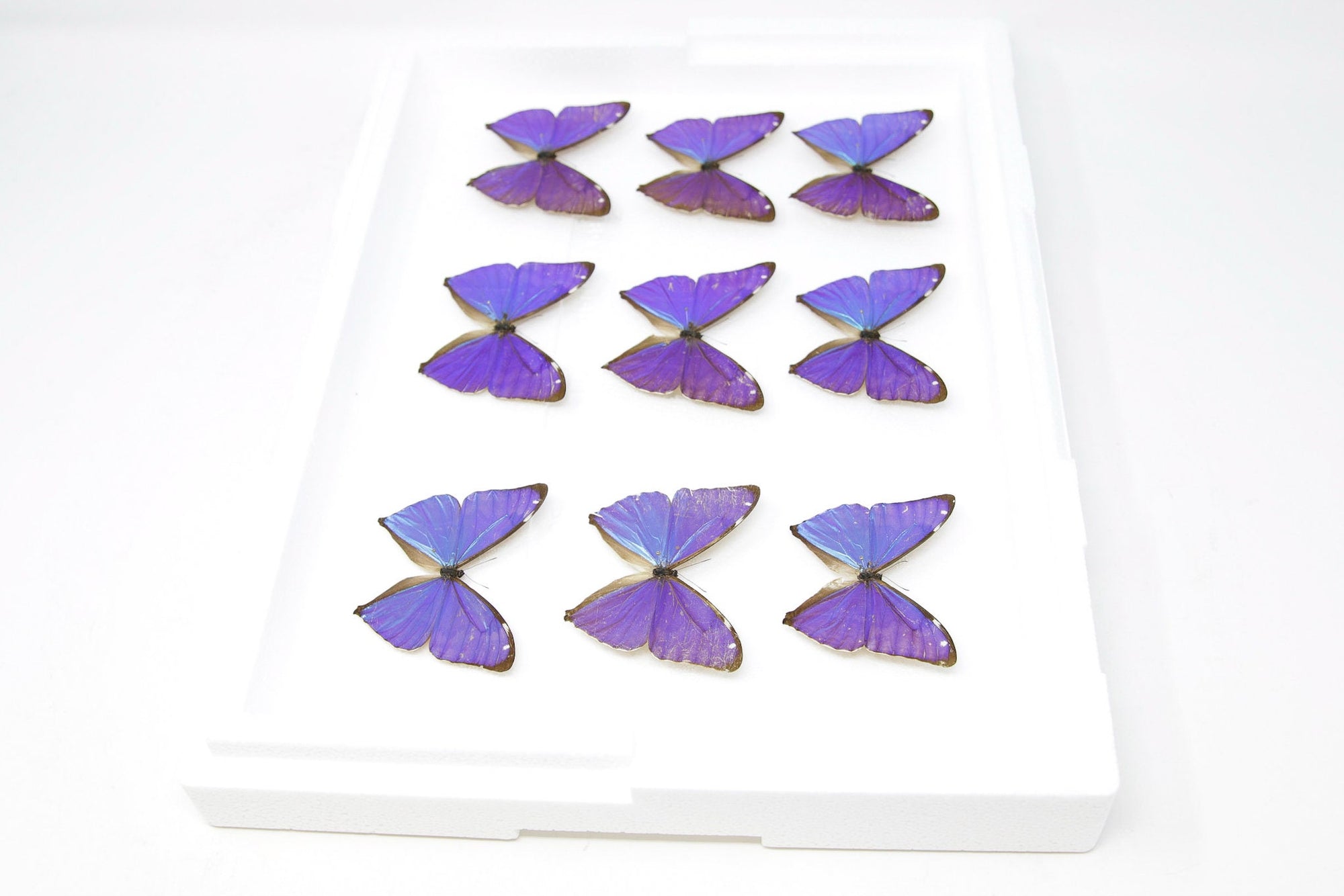 SECONDS (A-/A2) A Collection of Blue Morpho Butterflies, Pinned Spread Entomology Taxidermy Specimens