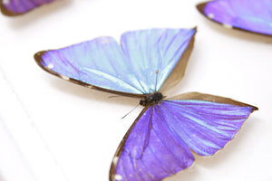 SECONDS (A-/A2) A Collection of Blue Morpho Butterflies, Pinned Spread Entomology Taxidermy Specimens