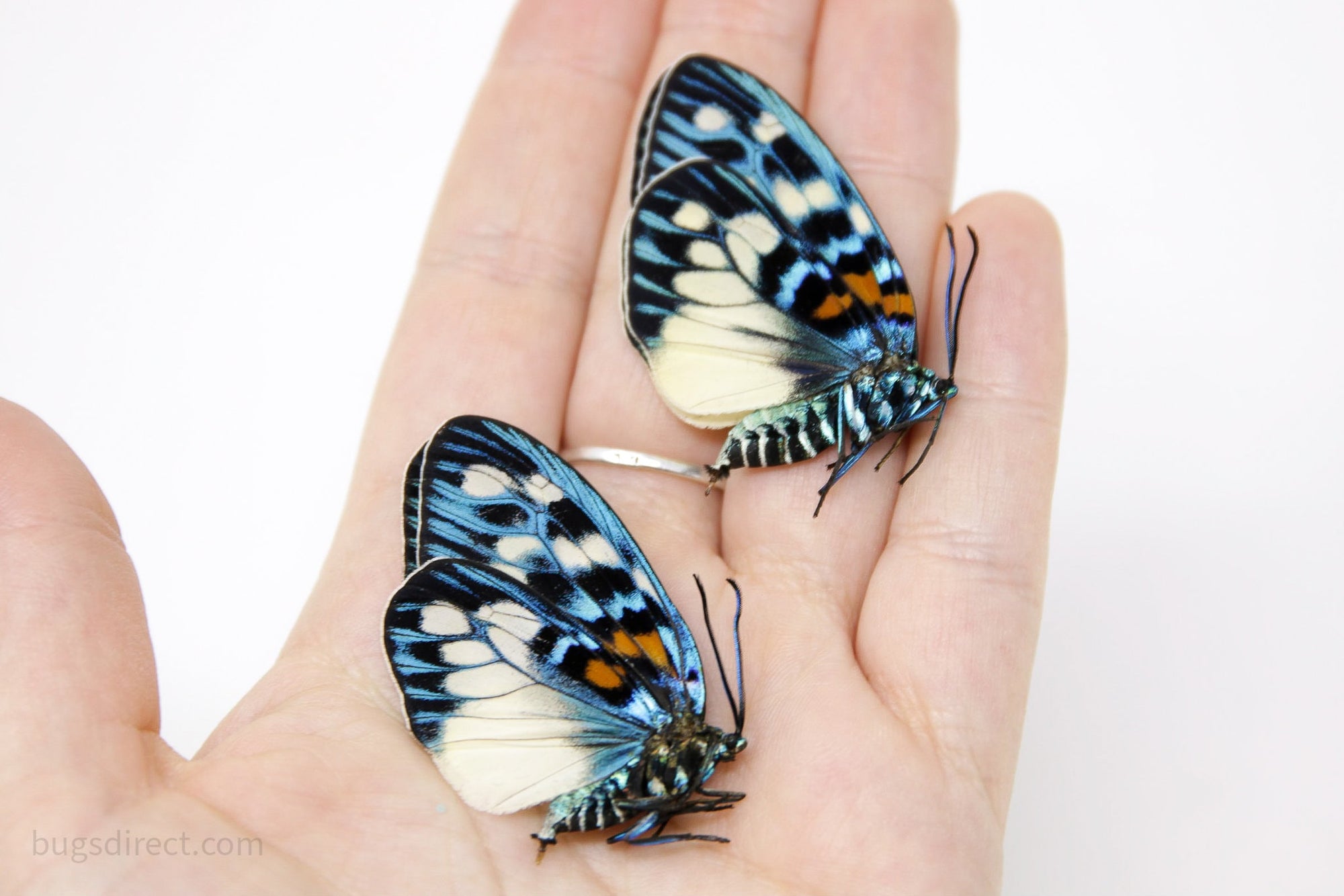 TWO (2) Erasmia pulchera | Metallic Day-flying Moths | Dry-preserved specimens