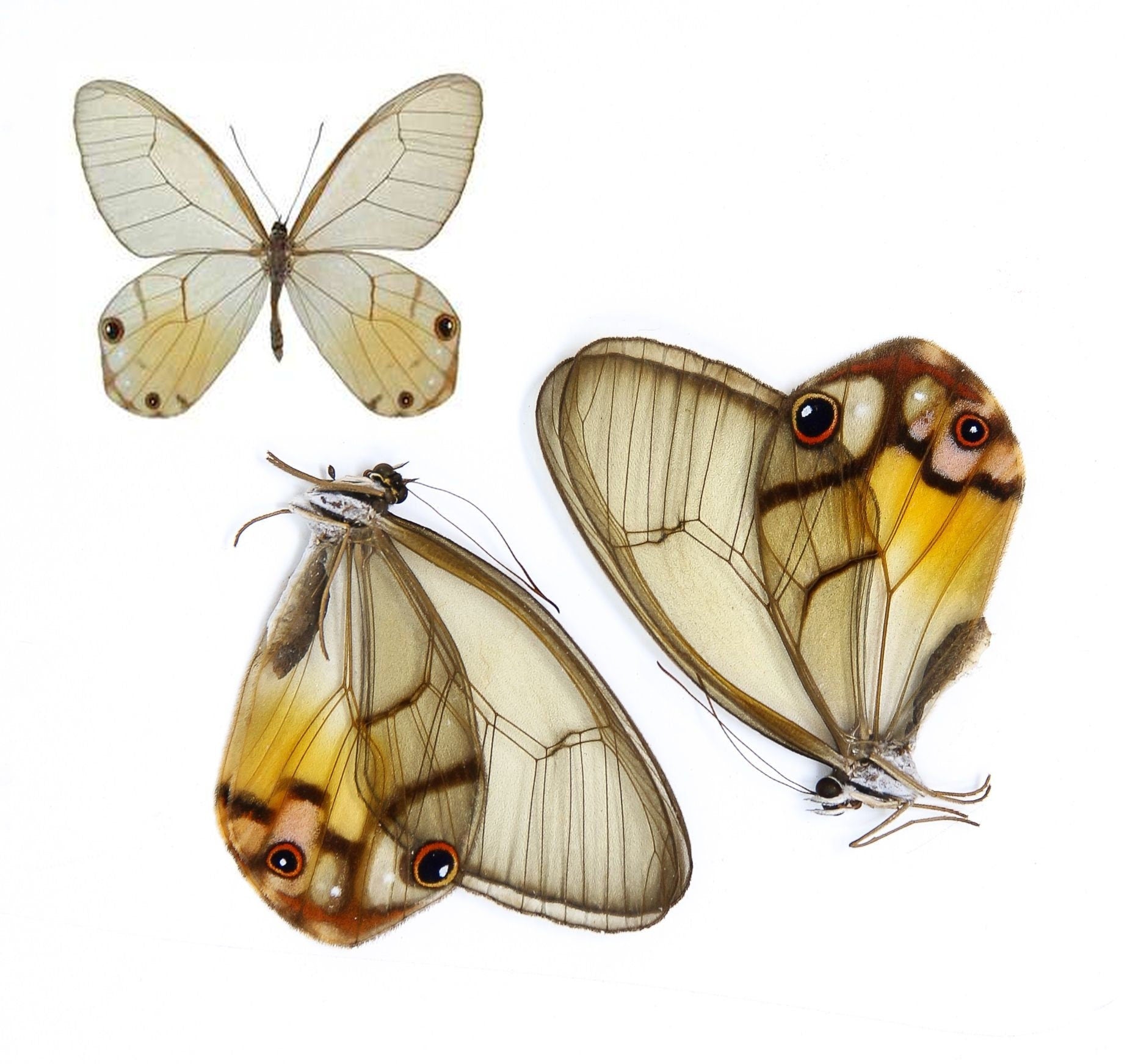 Two (2) Haetera piera "Amber Phantom" A1 Real Dry-Preserved Butterflies, Unmounted Entomology Taxidermy Specimens