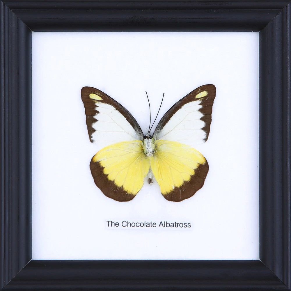 The Chocolate Albatross | Real Butterfly Mounted Under Glass, Wall Hanging Home Décor Framed 5 x 5 In. Gift Boxed