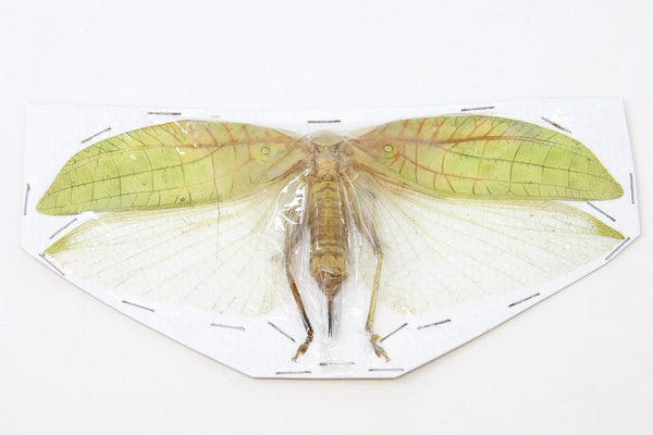 Real Taxidermy Tettigonidae sp Black Frame, 2024 Insect, Entomology, Home Wall Curiosity Gift Grasshopper Katydid Green