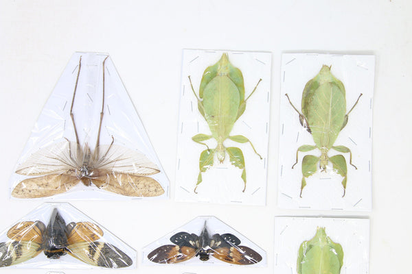 Mixed Assorted Insects Bug store Collection, A1 Quality Real Dry-Preserved Specimens, Entomology Taxidermy Curiosities (LOT*012)