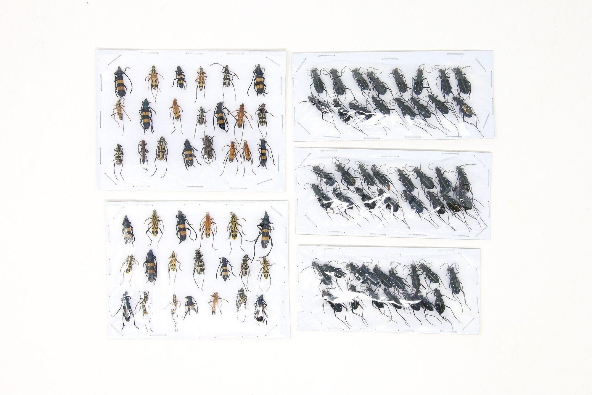 Assorted Specimens Insect Collection (Thailand) A1 Unmounted Dried Beetles, Coleoptera LOT*184