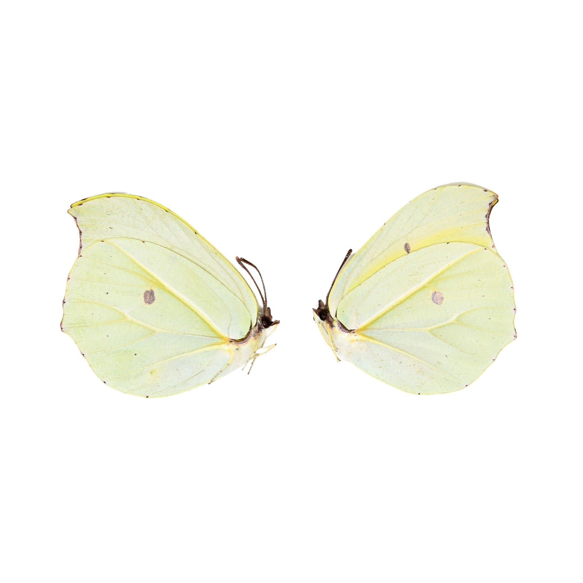 Two (2) Gonepteryx amintha | Orange Brimstone, A1 Real Dry-Preserved Butterflies, Unmounted Entomology Taxidermy Specimens