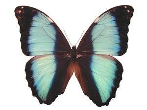 TWO (2) Morpho deidamia, A1 Unmounted Butterflies