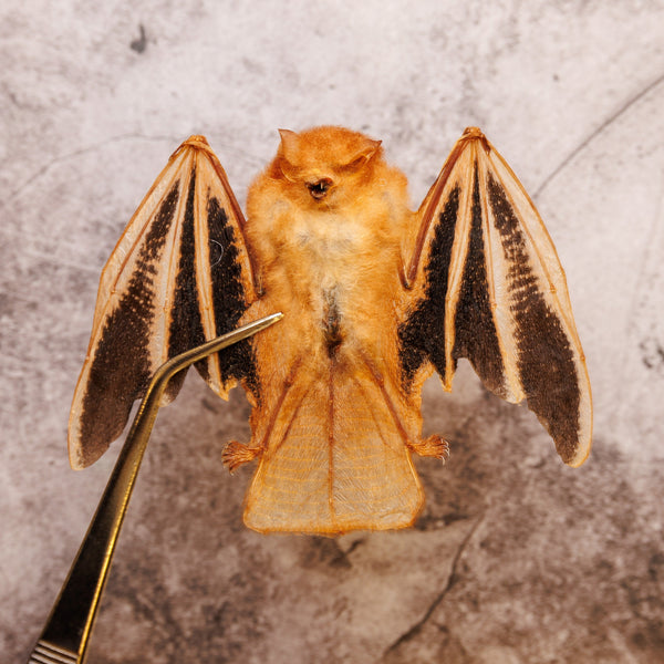 Open Winged Bat Under Dome - Kerivoula picta orders