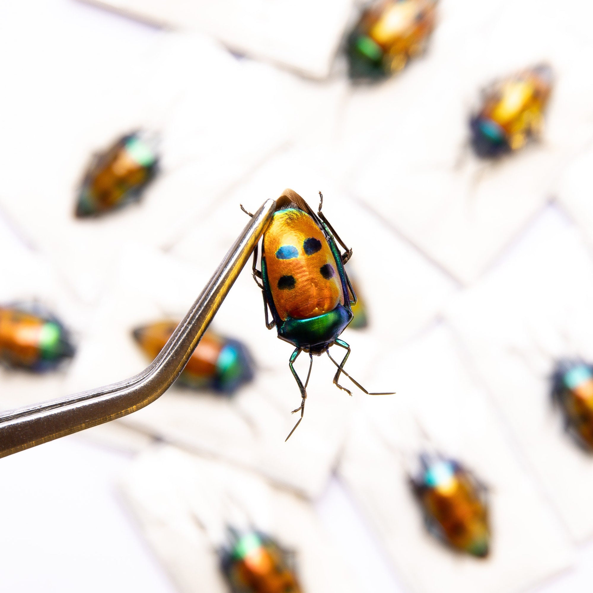 TWO (2) Man-face Jewel Bugs (Calliphara caesar) Indonesia, A1 Real Entomology Specimens