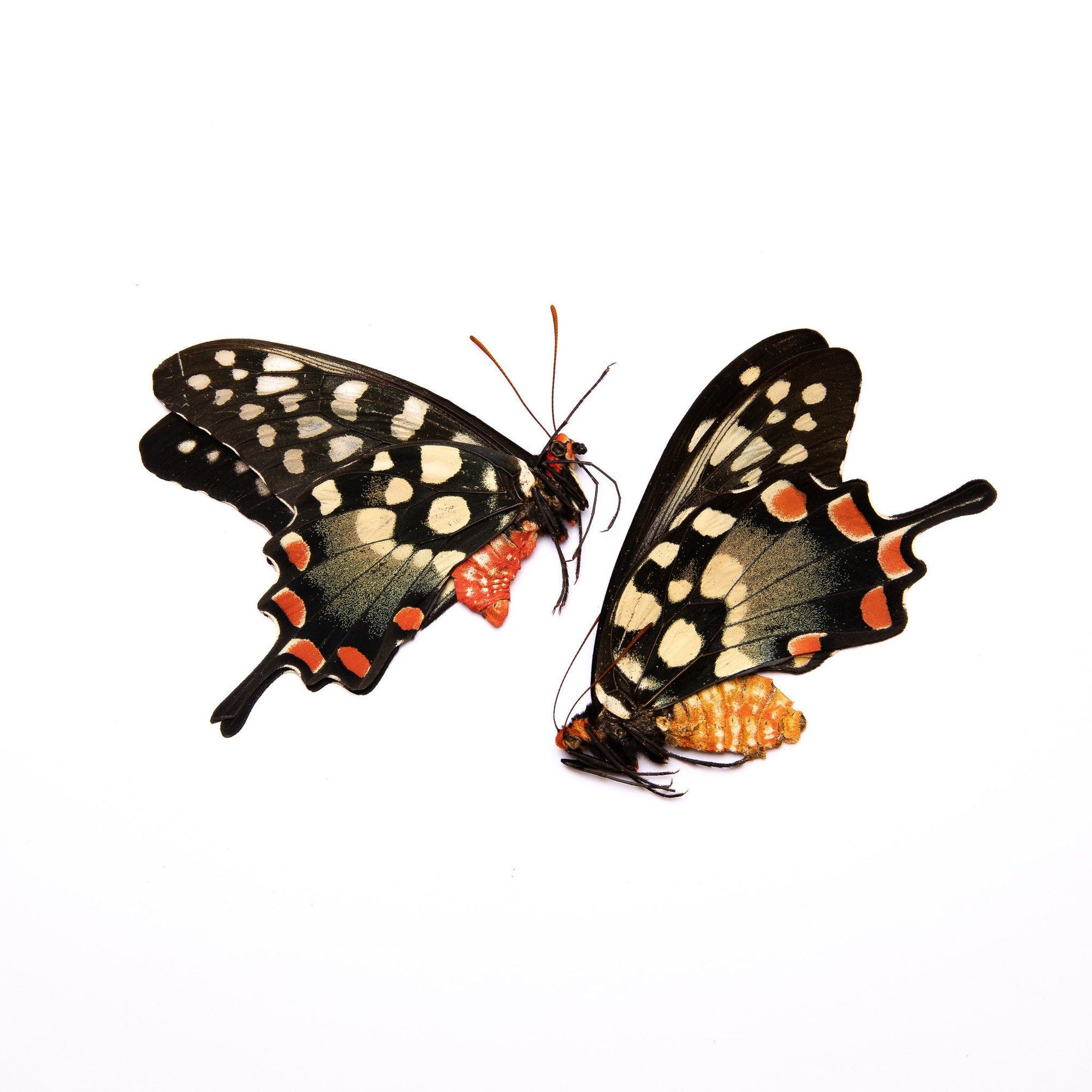 TWO (2) Madagascan Giant Swallowtails (Pharmacophagus antenor) A1/A- Unmounted Real Butterflies