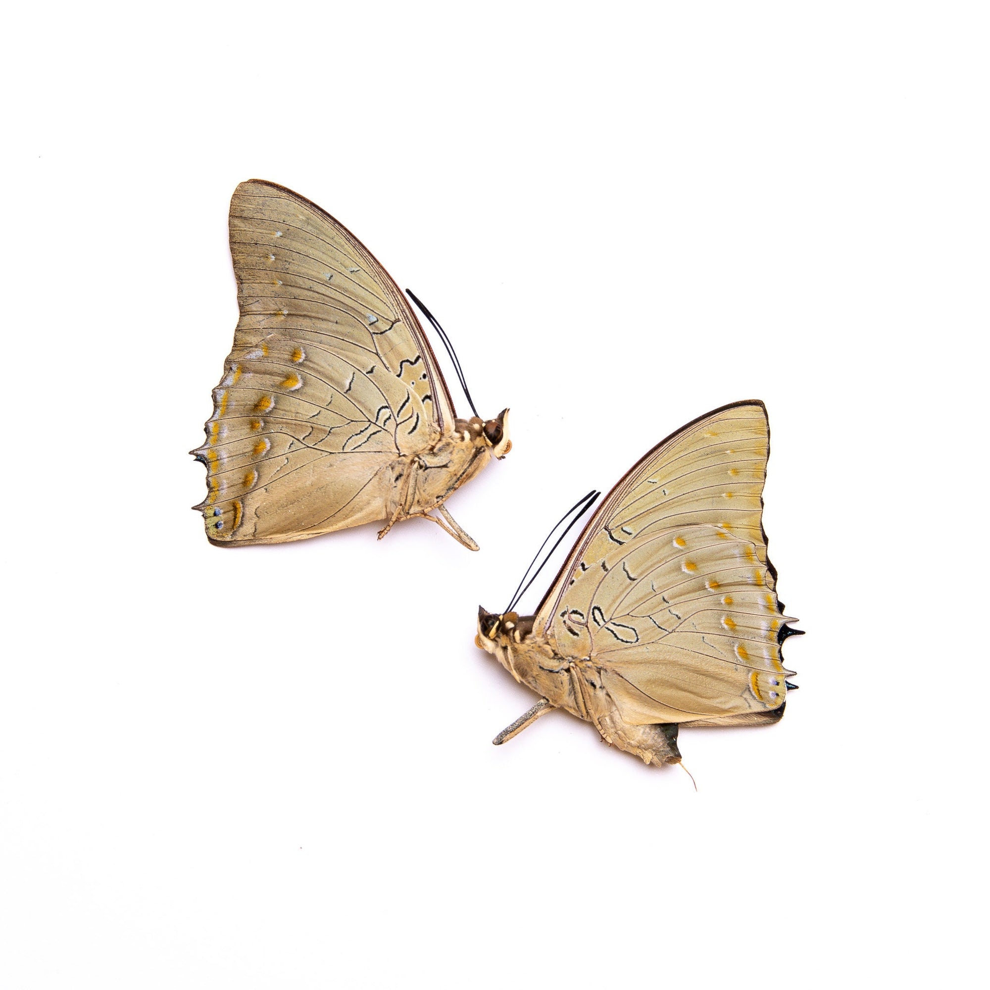 TWO (2) Imperial Blue, Charaxes imperialis | A1 Real Dry-Preserved Butterflies | Unmounted Entomology Taxidermy Specimens