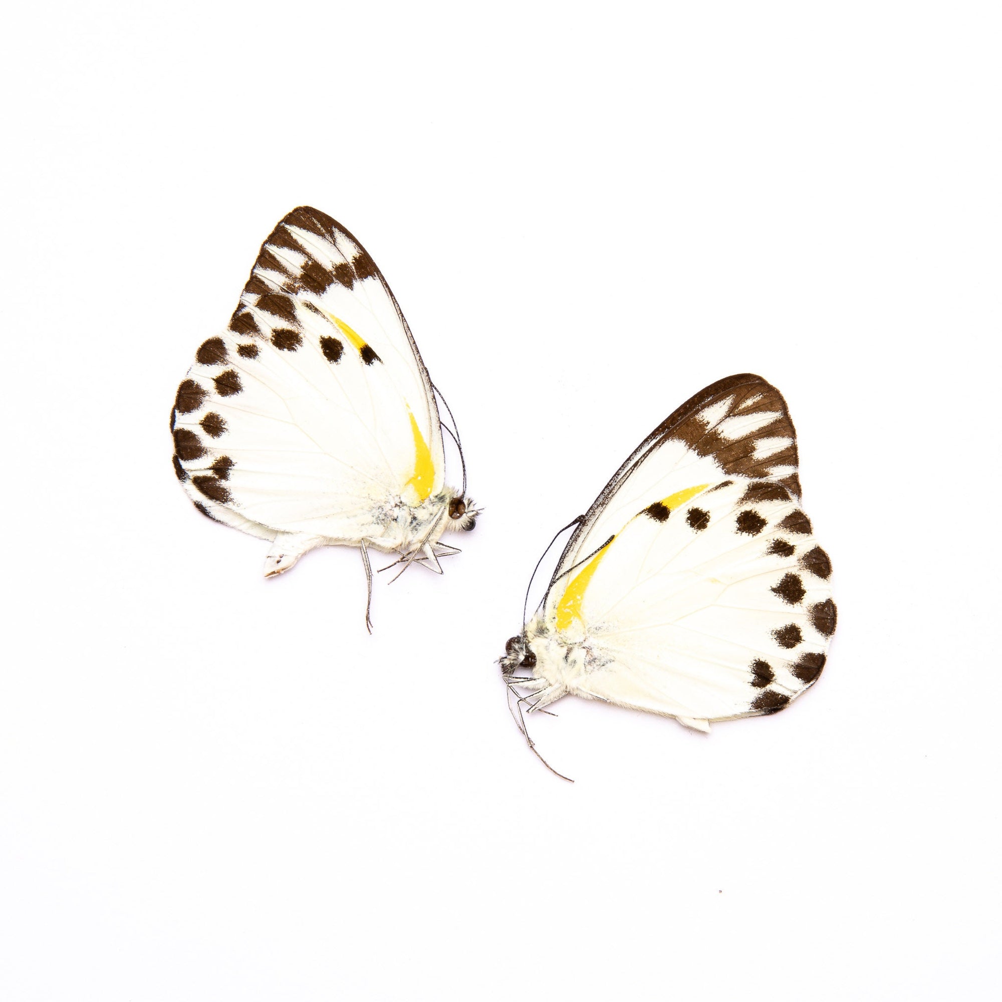 TWO (2) Forest Caper White (Belenois theora) A1 Unmounted Real Butterflies