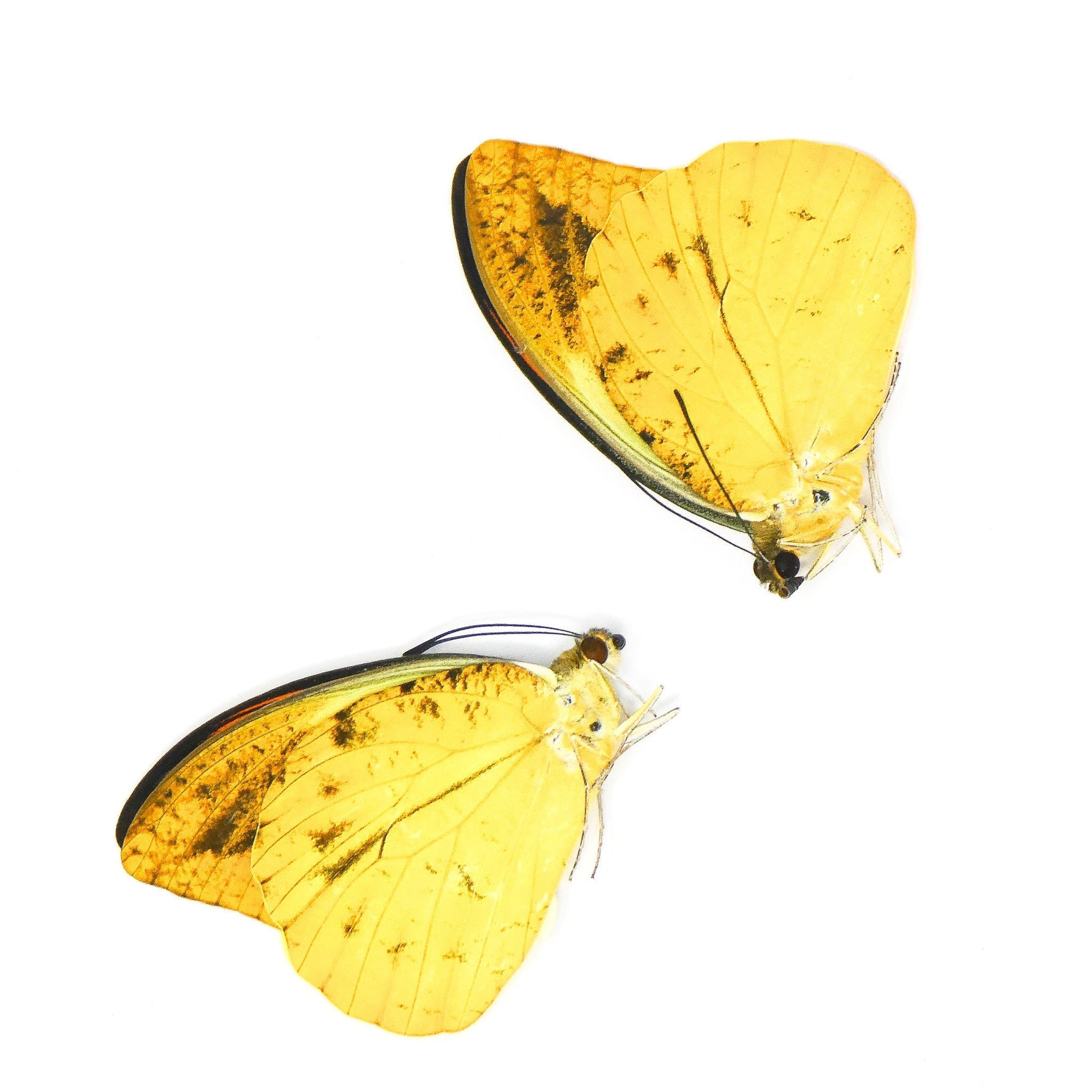 TWO (2) Hebomoia leucippe daemonis | A1 Real Dry-Preserved Butterflies | Unmounted Entomology Taxidermy Specimens